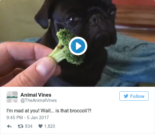 Tweet by @Animal Vines