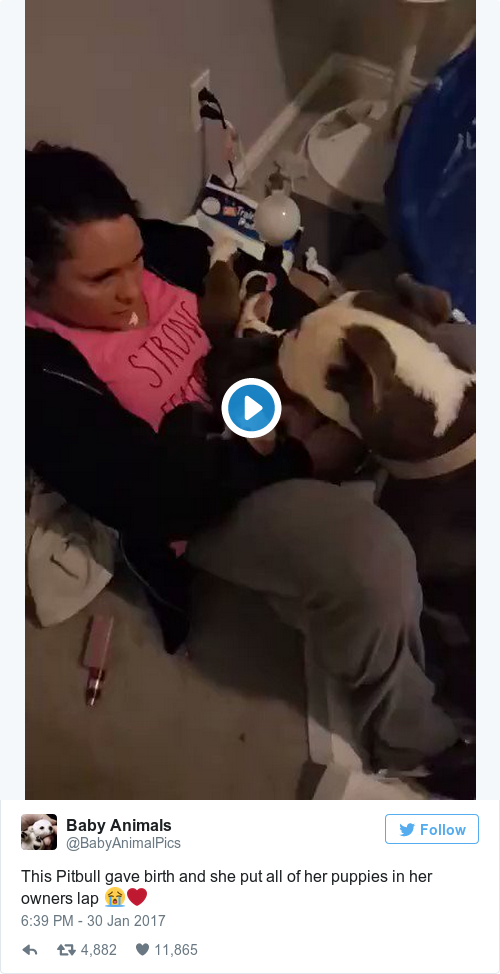 Tweet by @Baby Animals
