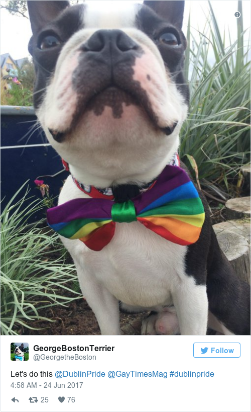 Tweet by @GeorgeBostonTerrier