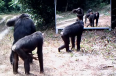 Animals come across a mirror in the wild and are mesmerised by their own reflections