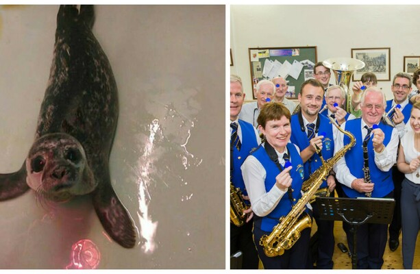 Thumper the seal, brass band coats and wheels for Liv - here