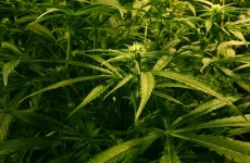 Gardaí seize 'up to 100 cannabis' plants from Laois house