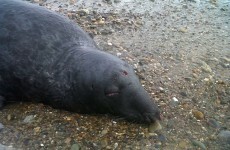 Dolphin and seal found dead on Waterford beach