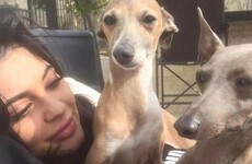 A full run-down of Kylie Jenner's pets including her latest addition, Wesley