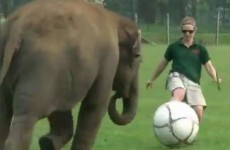 The best video of an elephant playing football you'll see today