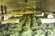 5 arrested as Gardaí seize €5 million in cannabis plants from 'industrial' operation