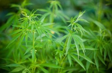 Woman arrested in Meath cannabis raid