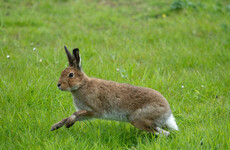 Taoiseach doesn't know origin of figures TD quoted to argue economic benefits of hare coursing