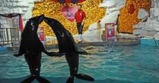 Sea Lions Inexplicably Getting Married Pic of the Day