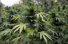 Cannabis plants worth €750k seized in Kilkenny
