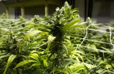 Cannabis worth €750k seized after Gardaí stop van on Dublin quays
