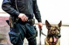 Police dog breaks four teeth after being kicked in the mouth catching an attacker