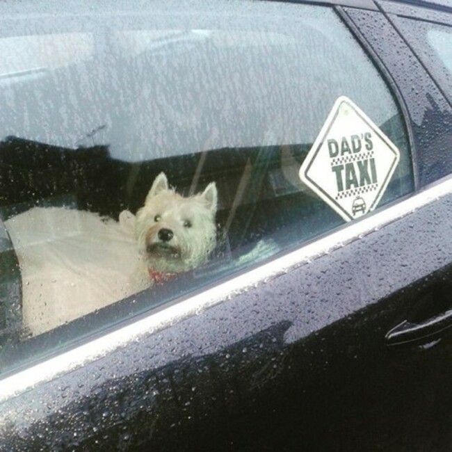 Millie riding in Dads taxi :-D #westie #westies #westiegirl #westiequeen #westhighlandwhiteterrier #westhighlandterrier #westiesofinstagram #westiegram #westietude #dogsofinstagram #doggygram #dogoftheday #drivingdog #dadstaxi