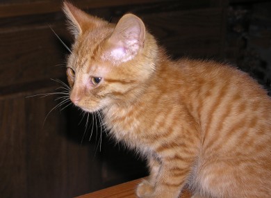 [File photo] How does a three-month-old kitten like this manage to survive two weeks with no food or water?