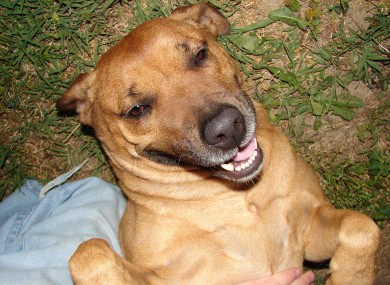 This isn't the actual dog who climbed Everest. But we're sure it's a very nice dog.