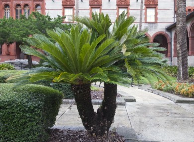 A palm tree with two trunks