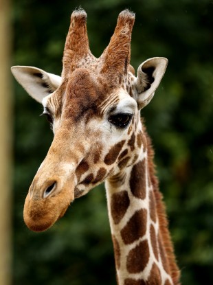 A giraffe at a zoo in the UK.