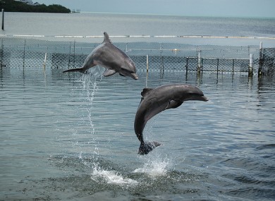 File photo of neutral dolphins