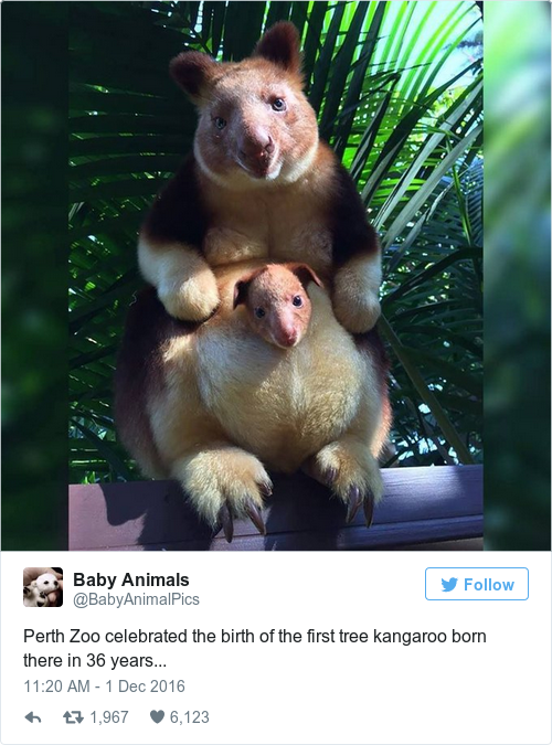 Tweet by @Baby Animals