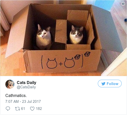 Tweet by @Cats Daily