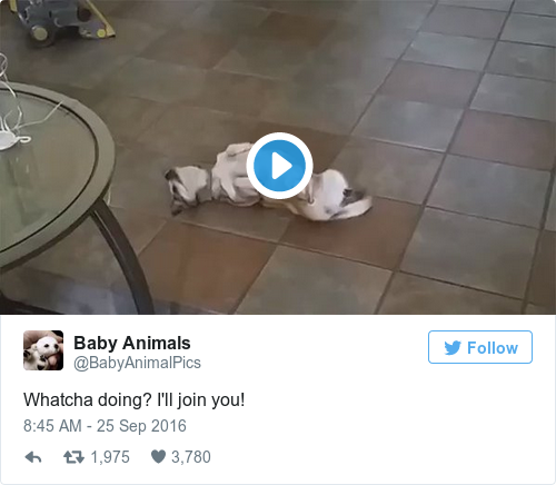 Tweet by @Baby Animals