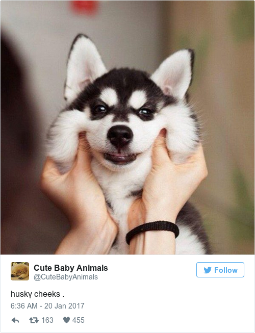Tweet by @Cute Baby Animals
