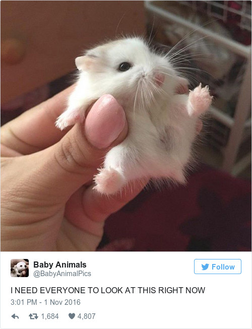 Tweet by @Baby Animals