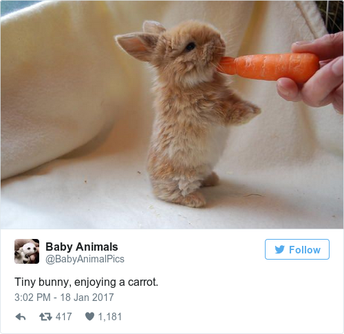 Tweet by @Baby Animals