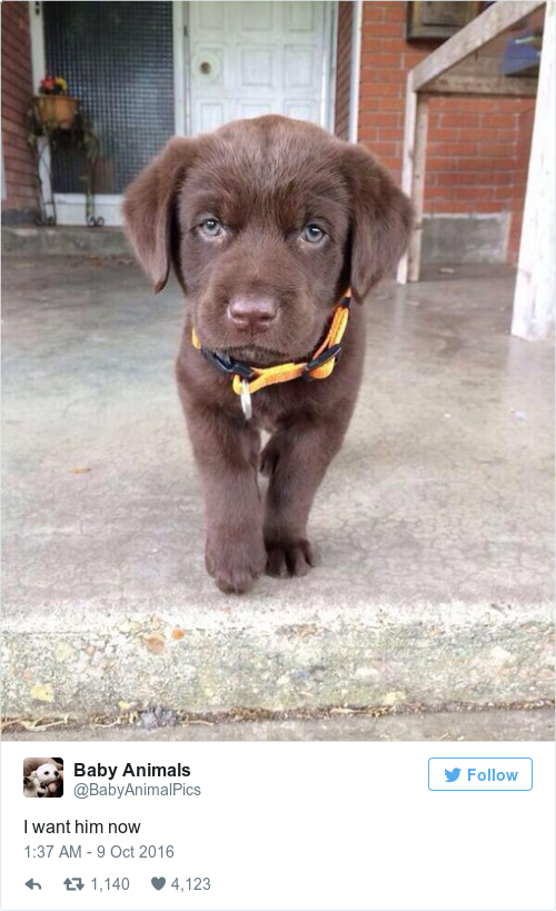 Tweet by @Baby Animals