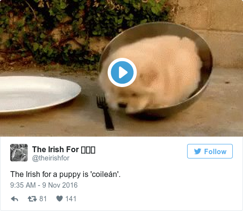 Tweet by @The Irish For 🐦🐰🐻