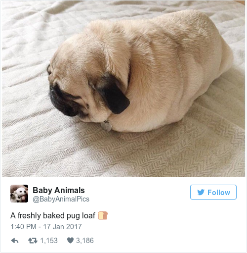 Tweet by @Baby Animals