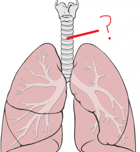 lung