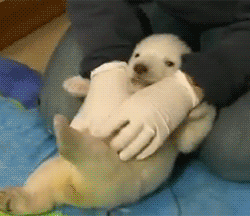 polarbear