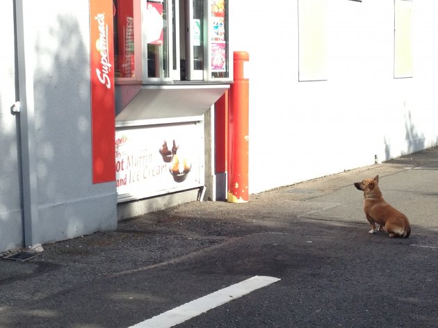hangover dog image