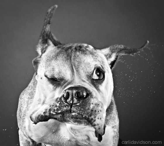 dog 2