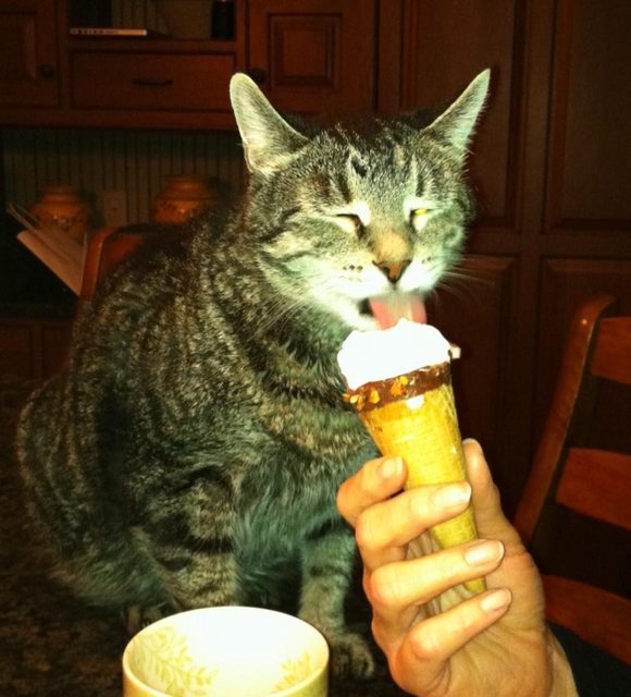 My diabetic cat enjoying his ice cream cone.
