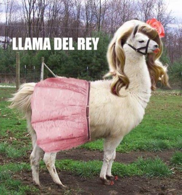 Omg... this might be my favorite thing on the planet. I'm obsessed with llamas AND Lana Del Rey. This. Is. Fucking. Awesome.