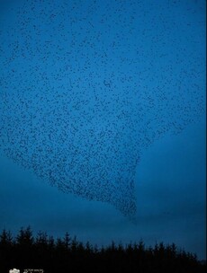 Pictures: Massive murmuration of starlings swirls over Athenry before 'diving for the trees'
