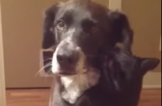 Is this cat trying to hug his dog friend, or choke him?