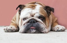 14 thoughts everyone has about gym guilt