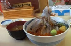 Here is what happens when you pour soy sauce over a dead cuttlefish