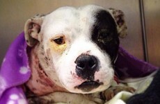 Terrier with cuts and bite marks found 'huddled and shaking' tied to tree