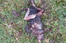 Remember those 250 dead frogs in Kildare? They were probably murdered