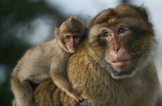 Two monkeys have escaped from Belfast Zoo and are running wild
