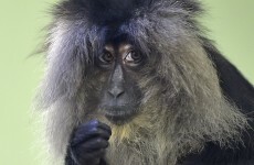 Those escaped monkeys from Belfast Zoo are still on the loose