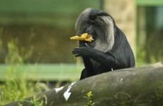 One of those escaped monkeys has been caught - but the other's still running wild