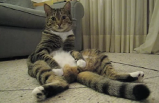 Cats sitting like humans are just too creepy for words