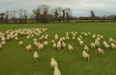 WATCH: Sheepdogs could be joining the dole queue if herding drones take off
