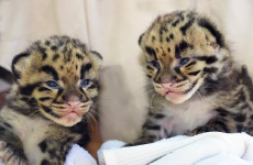 A lucky zoo has just welcomed these beautiful endangered clouded leopard kittens
