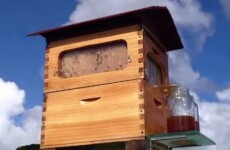 People are going totally bonkers for this honey tap